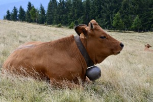 Animal Cow Cattle Species Fauna  - JuliusH / Pixabay