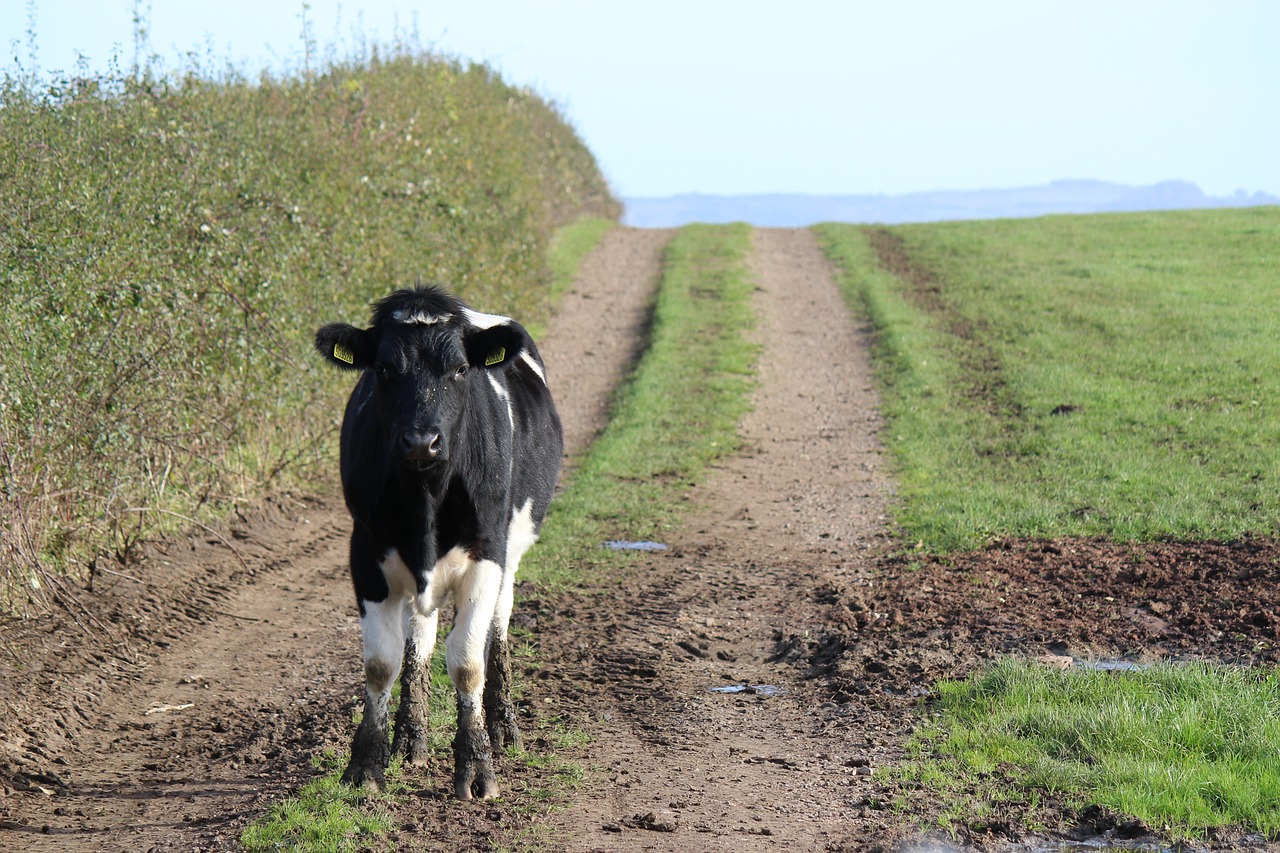 Animal Cow Mammal Livestock - Level_Up_Filming / Pixabay