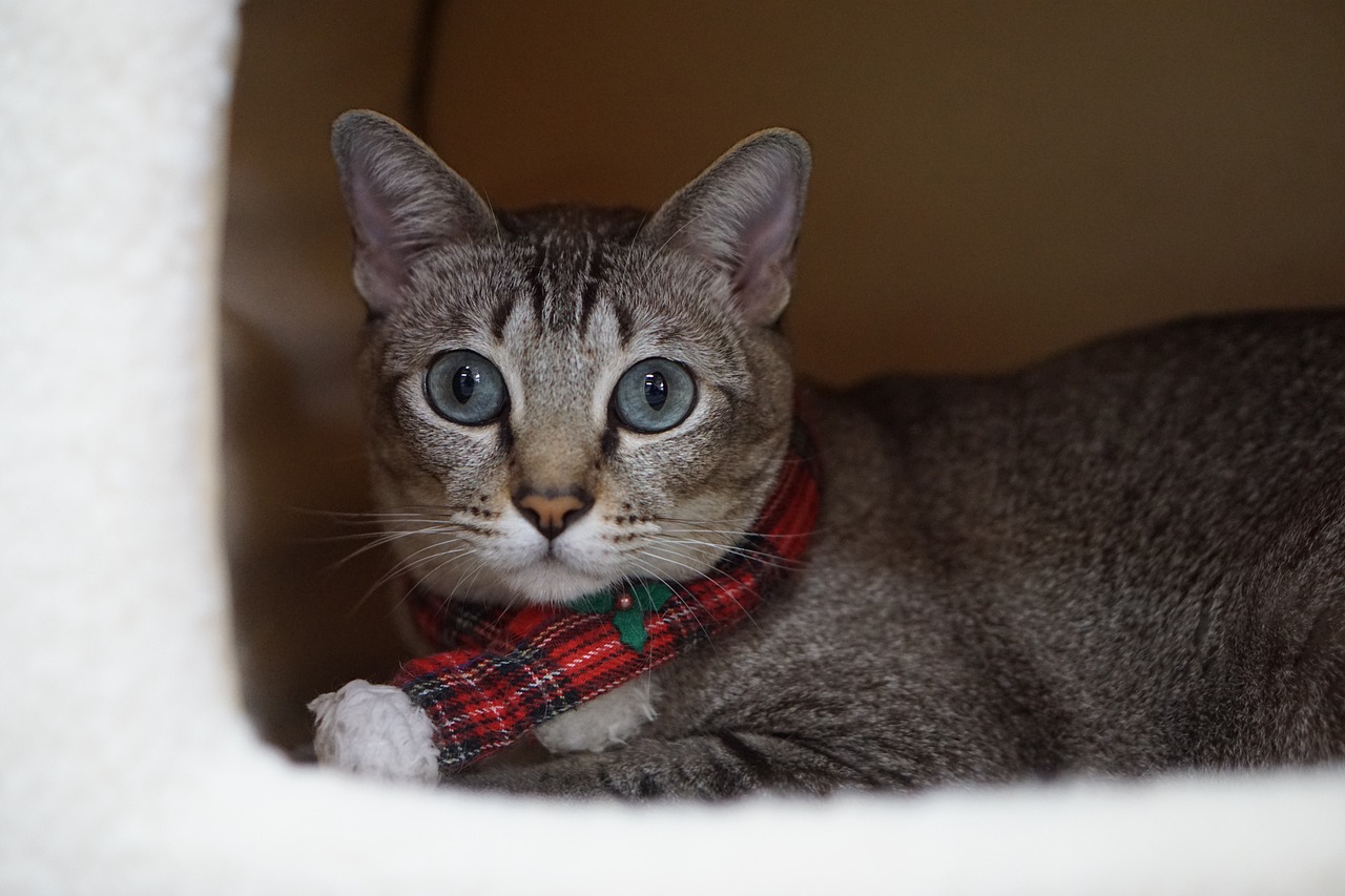 Animal Cute Pets Cat Mammal  - glitzdragon / Pixabay