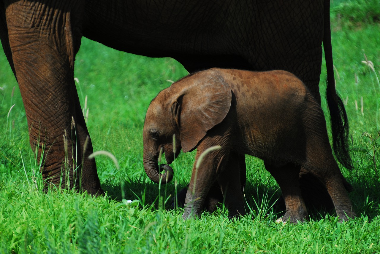 Animal Elephant Wildlife Wild - alexstrachan / Pixabay