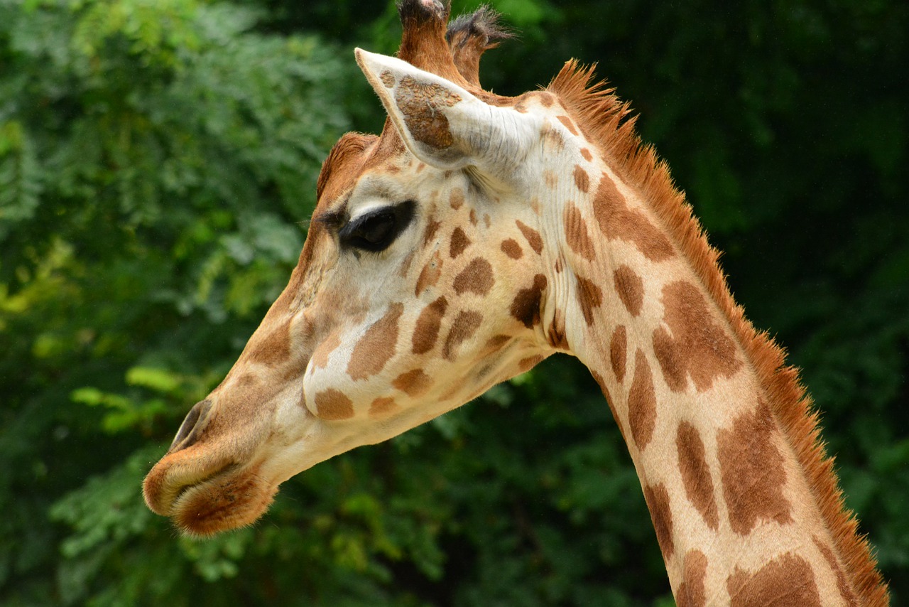 Animal Giraffe Mammal Wildlife - piednoirmatthieu / Pixabay
