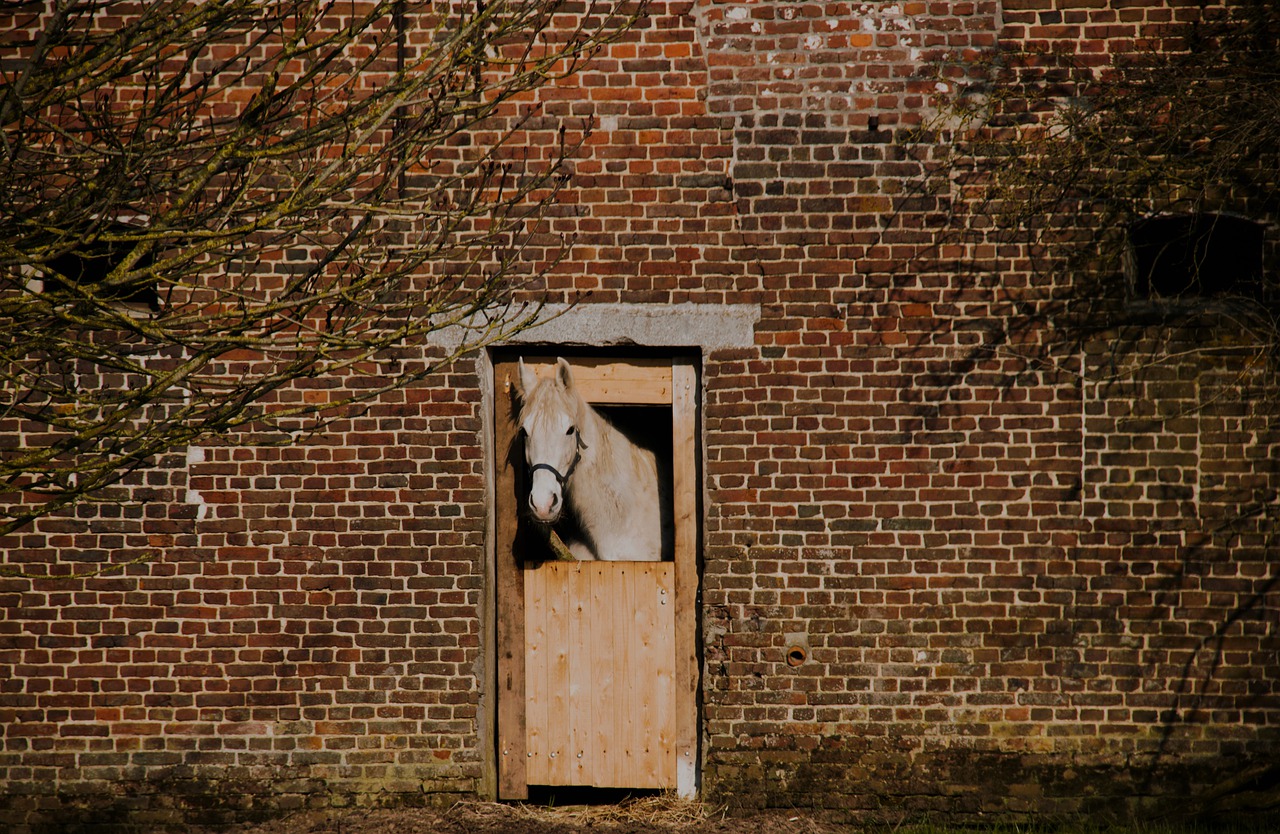 Animal Horse Mammal Kind Fauna  - Janvanbizar / Pixabay