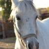 Animal Horse Mammal Species Fauna  - vladimir230173 / Pixabay