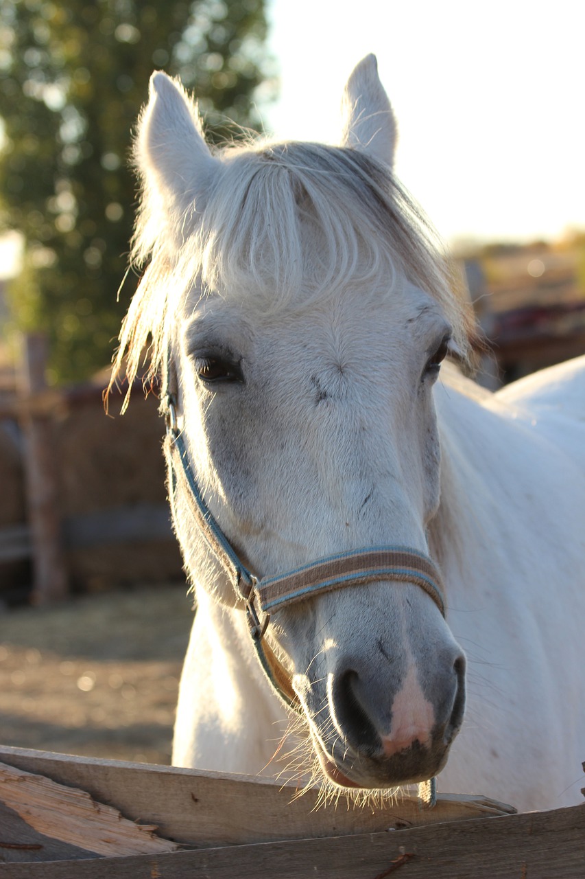 Animal Horse Mammal Species Fauna - vladimir230173 / Pixabay