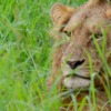 Animal Lion Mammal Wildlife King  - Stewardesign / Pixabay