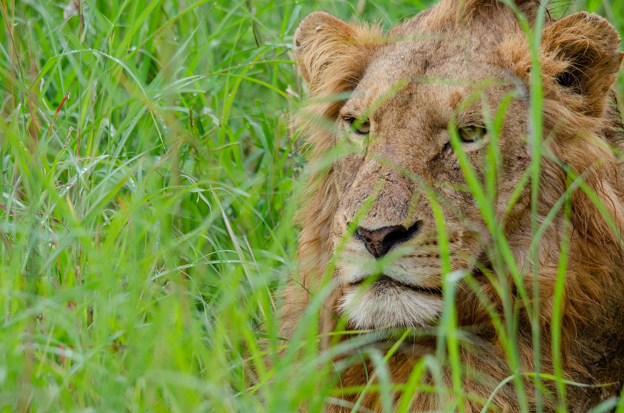 Animal Lion Mammal Wildlife King  - Stewardesign / Pixabay