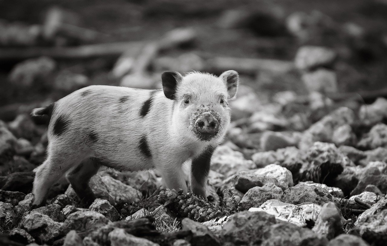 Animal Mammal Piglet Monochrome  - Alexas_Fotos / Pixabay