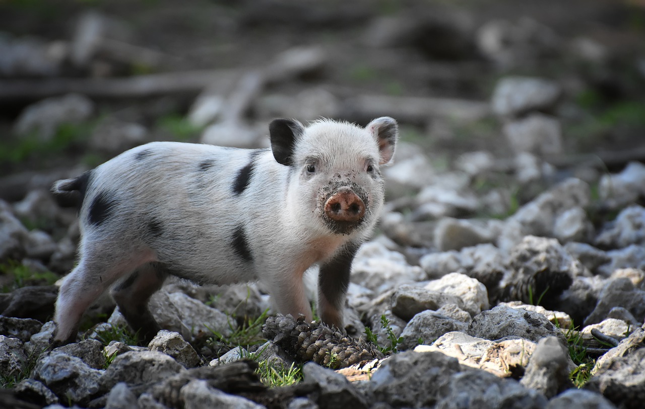 animal mammal piglet species fauna 4083870