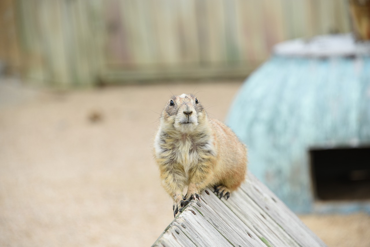 Animal Mexican Prairie Dog Mammal  - kcoreart / Pixabay