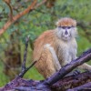 Animal Monkey Mammal Species Fauna  - FBenois39 / Pixabay