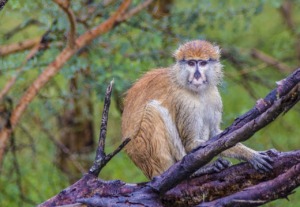 Animal Monkey Mammal Species Fauna  - FBenois39 / Pixabay