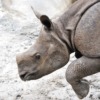 Animal Rhinoceros Zoo Rhino  - TheMilMarZone / Pixabay
