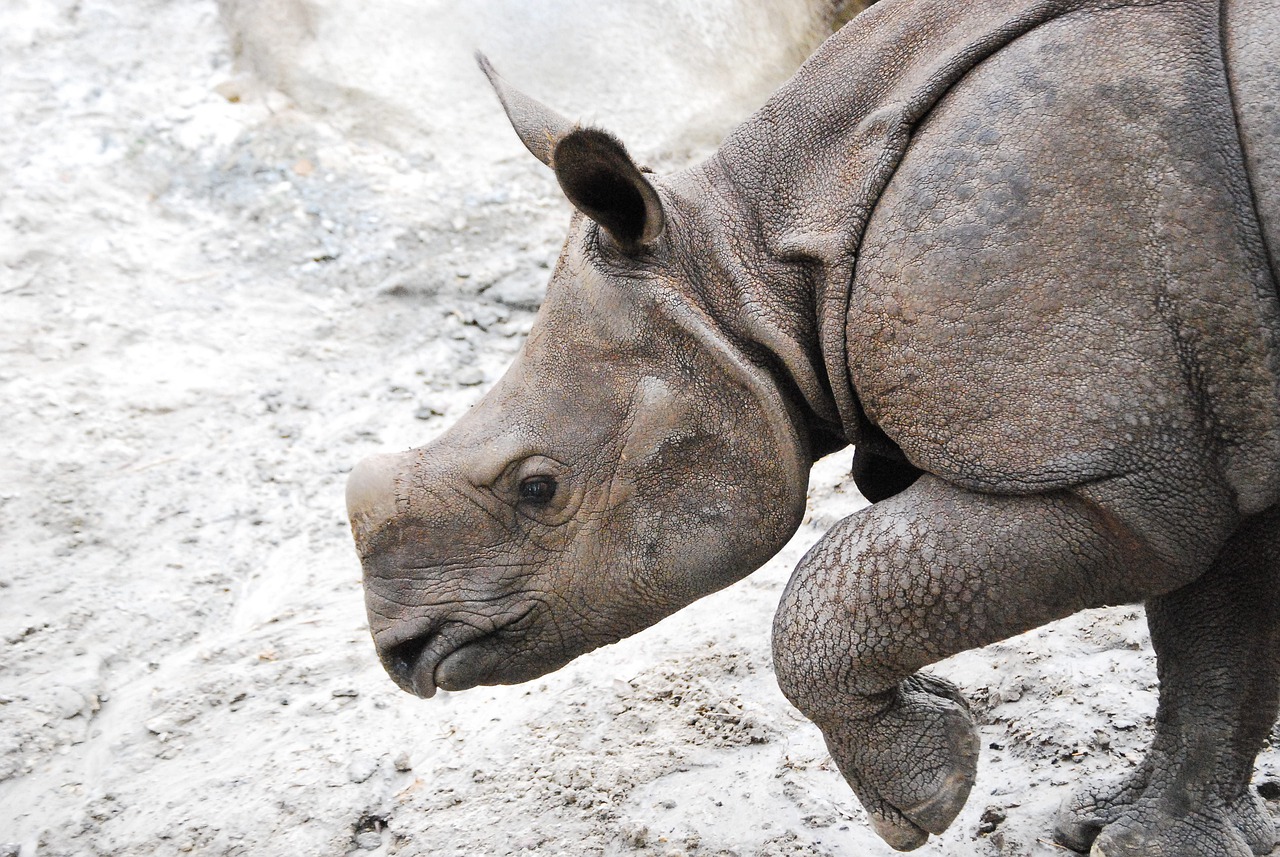 Animal Rhinoceros Zoo Rhino  - TheMilMarZone / Pixabay