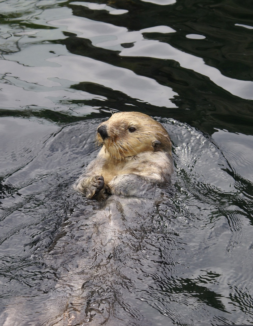 Animal Sea Otter Marine Mammal  - Janhimself / Pixabay