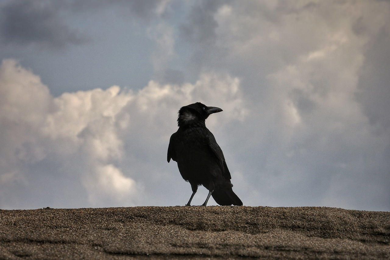 Animal Sky Cloud Beach Crow  - Santa3 / Pixabay