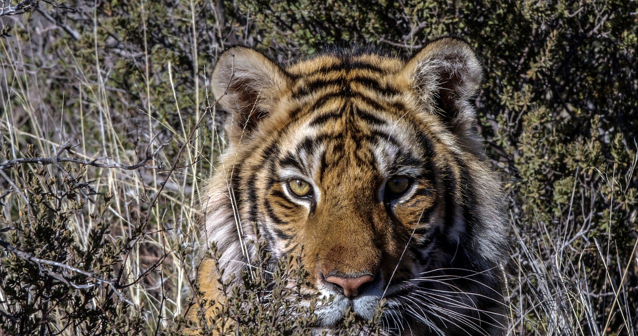 Animal Tiger Mammal Endangered - LionMountain / Pixabay