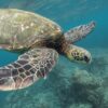 animal turtle coral reef ocean sea 1868046