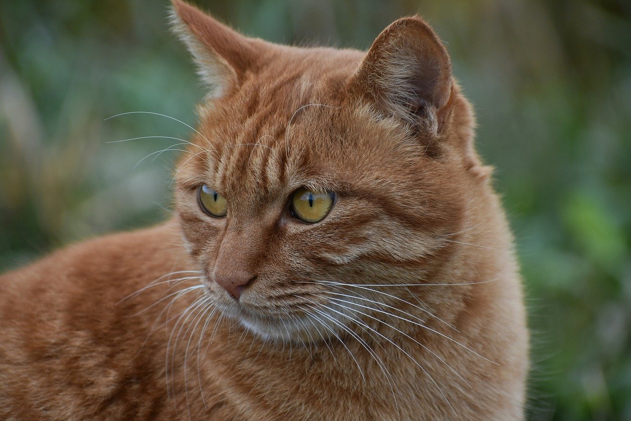 Animal Walk Promenade Cat  - Santa3 / Pixabay
