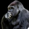 Animal World Monkey Gorilla Ape  - blende12 / Pixabay