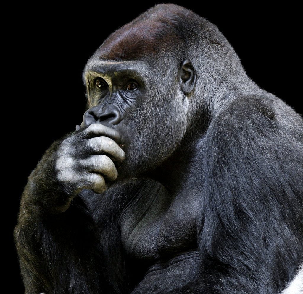 Animal World Monkey Gorilla Ape  - blende12 / Pixabay