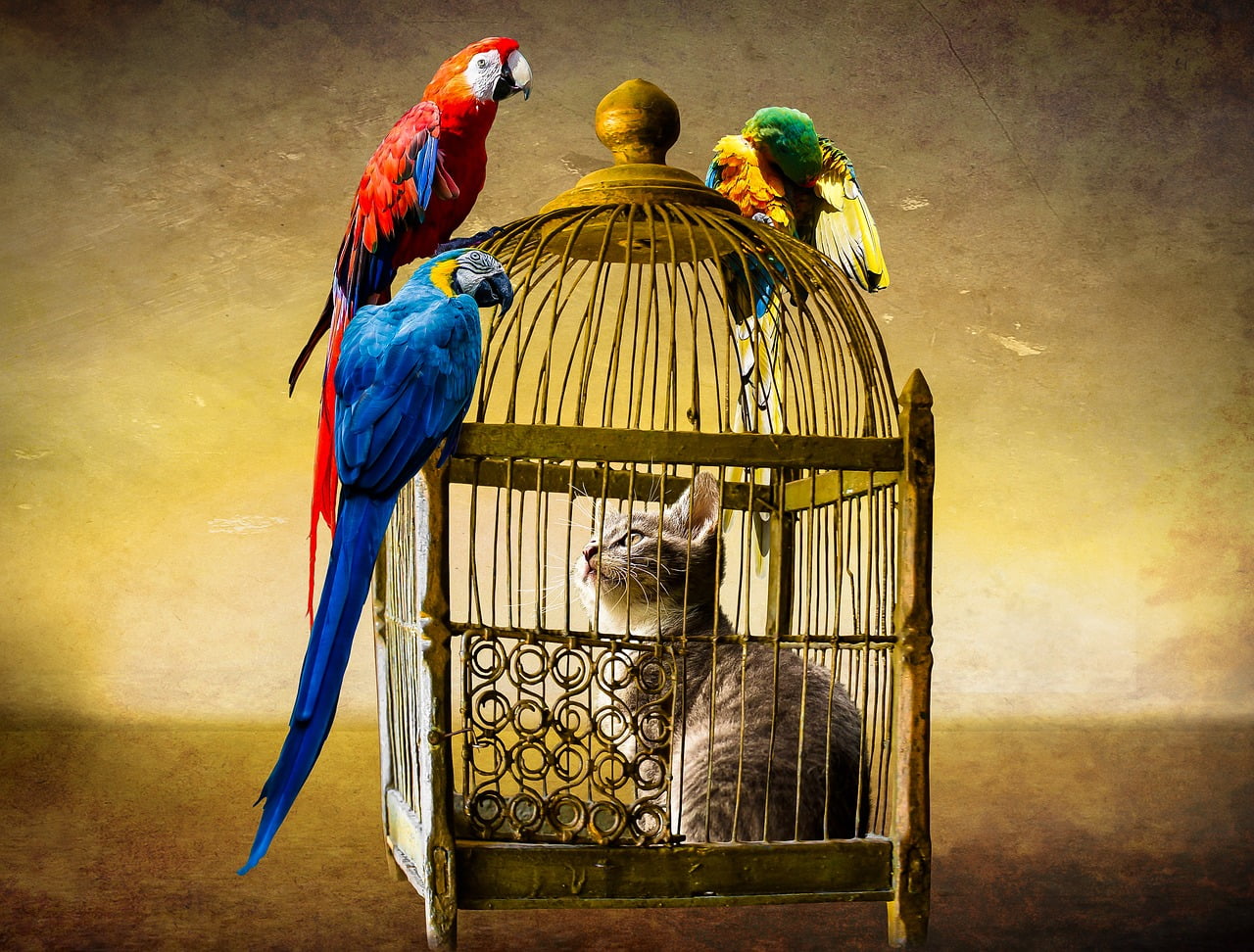 Animals Cat Bird Parrot Ara Cage  - blende12 / Pixabay