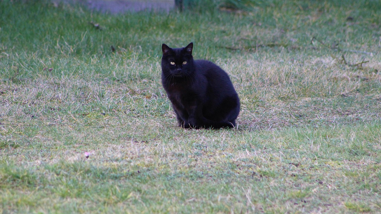 Animals Mammals Homemade  - gosiak1980 / Pixabay