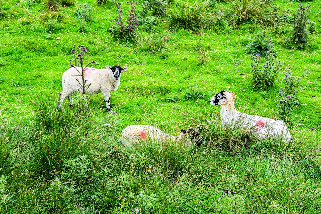 Animals Nature Eat Sheep Cute - nikolaus_bader / Pixabay