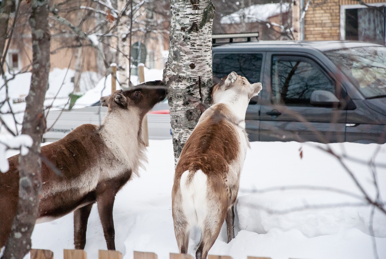 Animals Road Snow Winter Cold  - cibeleguimaraes / Pixabay