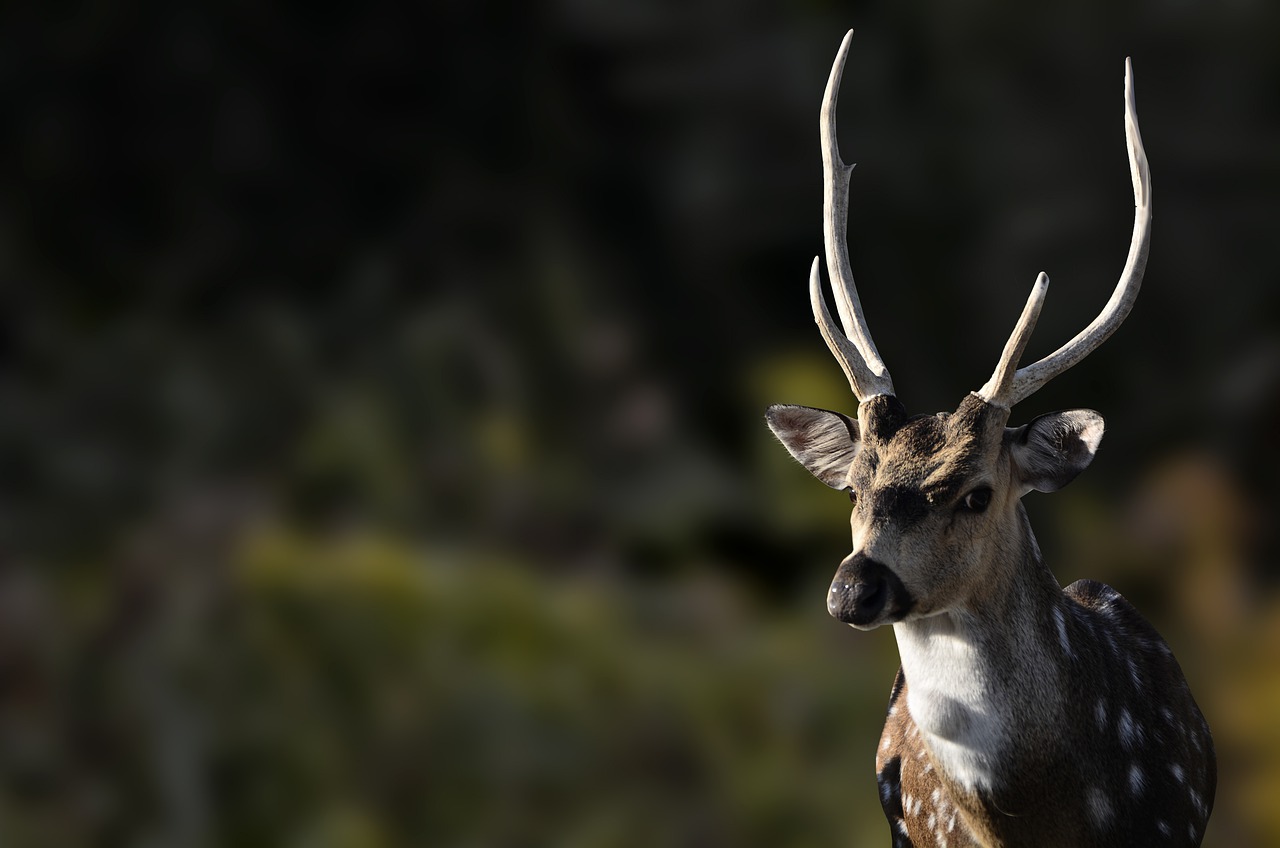 Antelope Animal Nature Zoo Iraq  - haidar-alkhayat / Pixabay