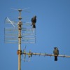 Antennas Crows Ravens Tv Antenna  - neelam279 / Pixabay