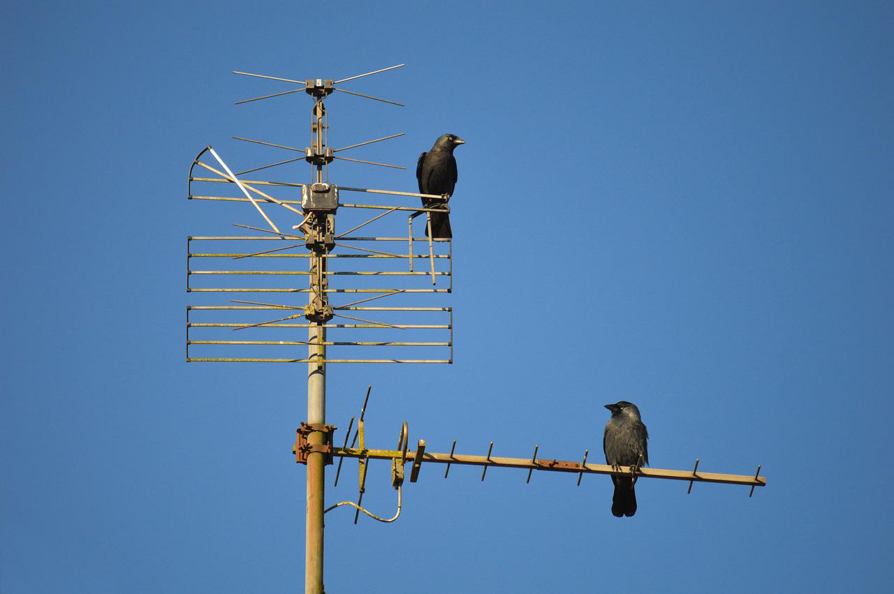 Antennas Crows Ravens Tv Antenna  - neelam279 / Pixabay