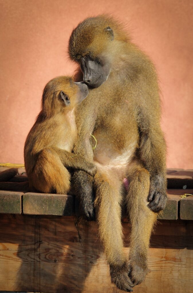 Ape Baboon Love Animal Zoo  - R_Winkelmann / Pixabay