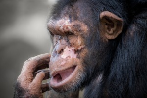 Ape Primate Chimpanzee Mammal  - SAM_MINO / Pixabay