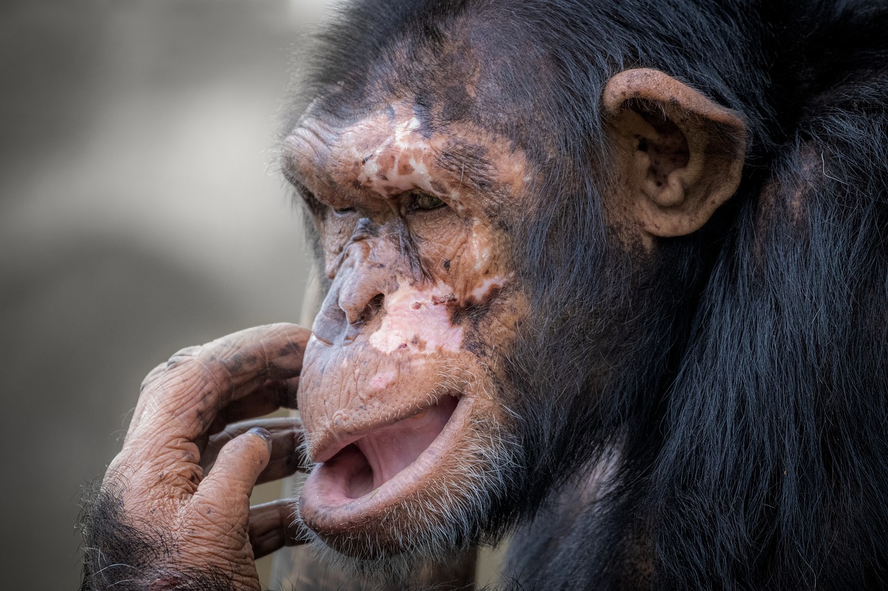 Ape Primate Chimpanzee Mammal - SAM_MINO / Pixabay