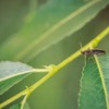 Aphid Insect Arthropod Bug Animal  - MolnarSzabolcsErdely / Pixabay