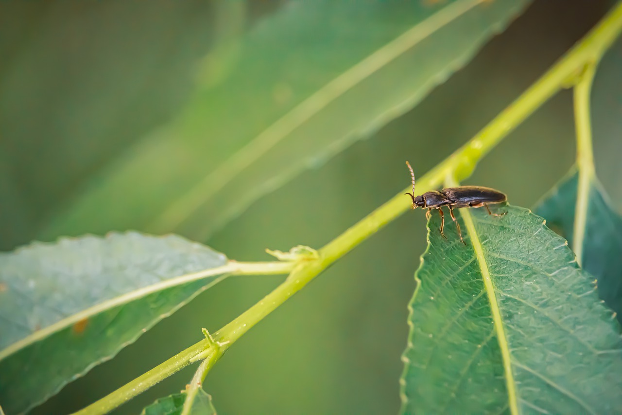 Aphid Insect Arthropod Bug Animal - MolnarSzabolcsErdely / Pixabay