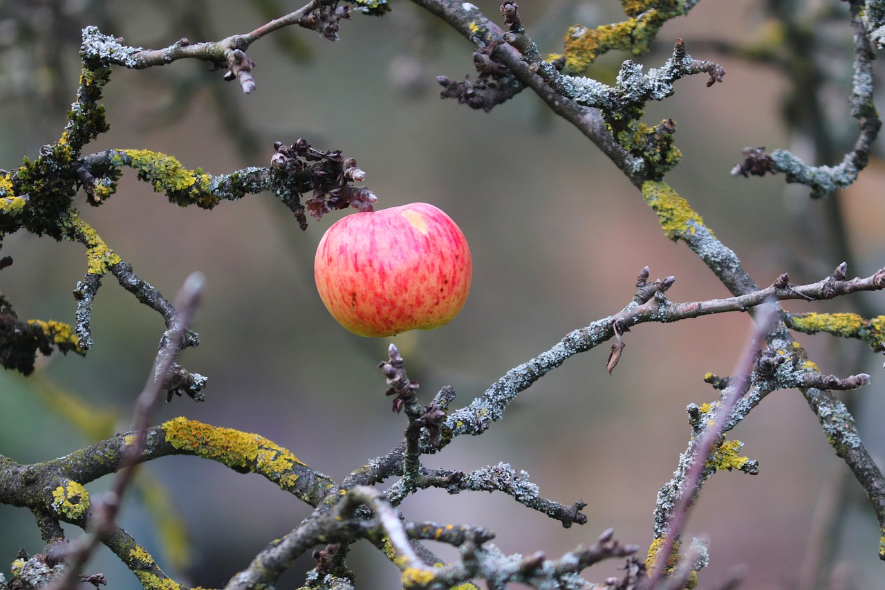 Apple Single Copy Red  - manfredrichter / Pixabay