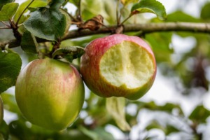 Apple Tree Bite Food Ripe  - JonathanRieder / Pixabay