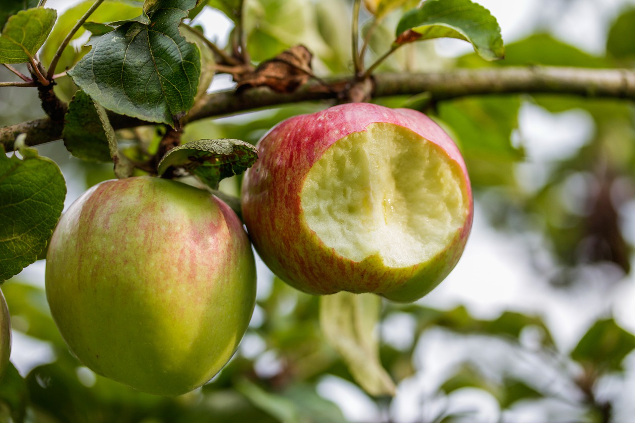 Apple Tree Bite Food Ripe - JonathanRieder / Pixabay
