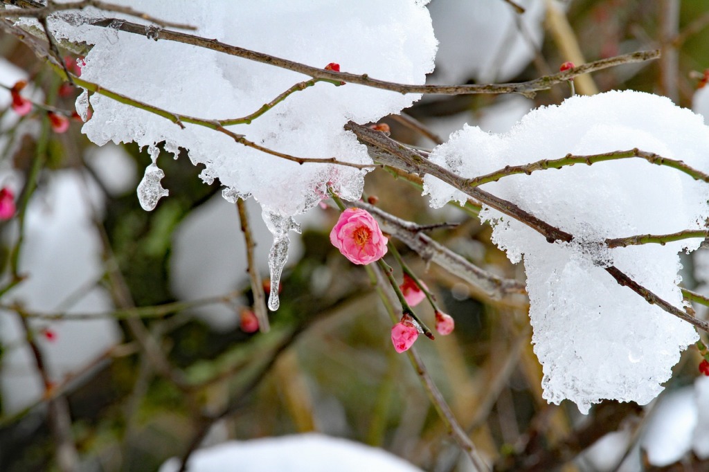 Apricot Blossoms Plum Blossoms Snow  - japanibackpacker / Pixabay