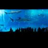 aquarium sharks okinawa japan 725798