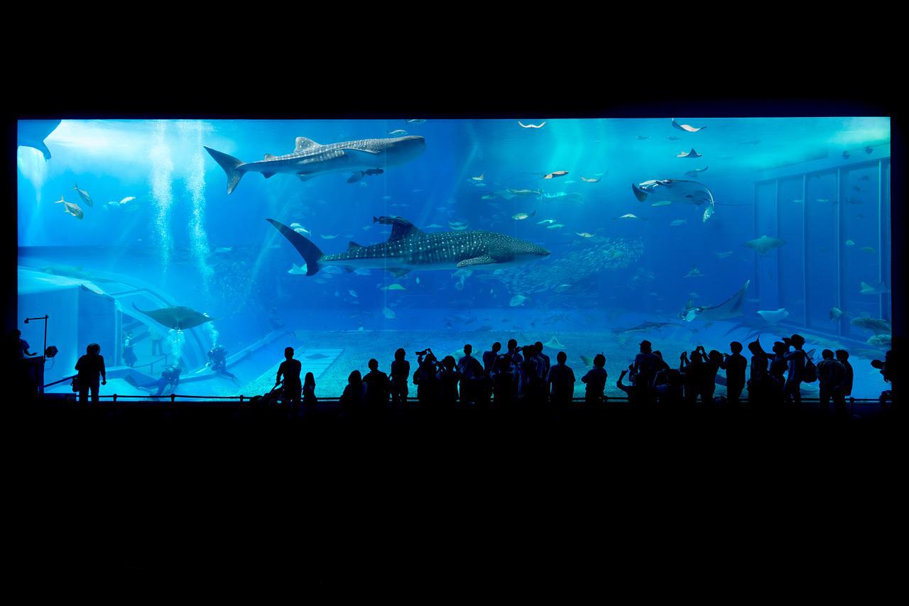 aquarium sharks okinawa japan 725798