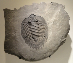 Arctinurus Boltoni Trilobite Fossil  - WikimediaImages / Pixabay