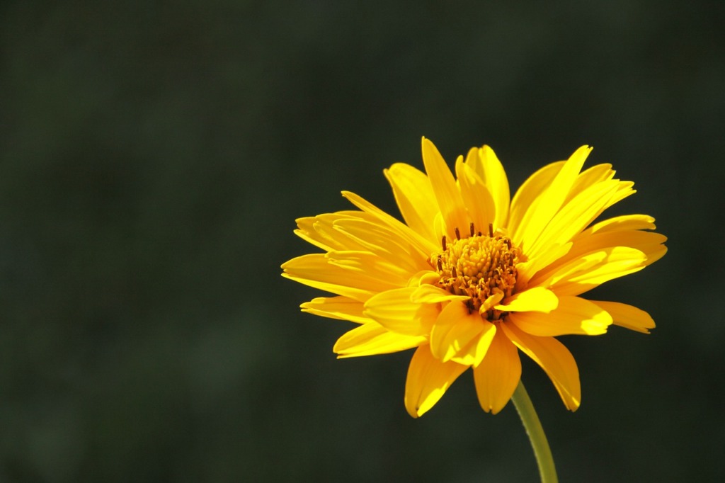 Arnica Flower Plant Yellow Flower  - pics_kartub / Pixabay