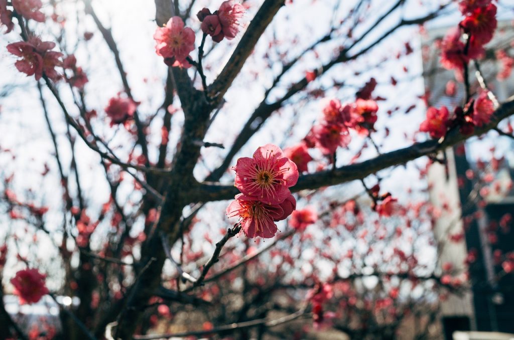 Asia Japan Sakura Winter Tree  - viarami / Pixabay