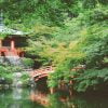 Asia Japan Temple Bridge Garden  - 00luvicecream / Pixabay