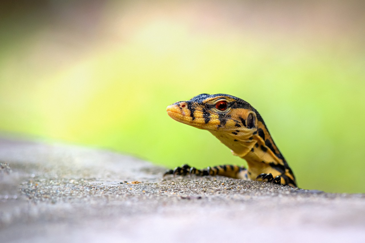 Asian Water Monitor Animal Wildlife  - Erik_Karits / Pixabay