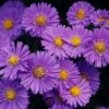 Asters Garden Purple Flowers Petals  - manfredrichter / Pixabay