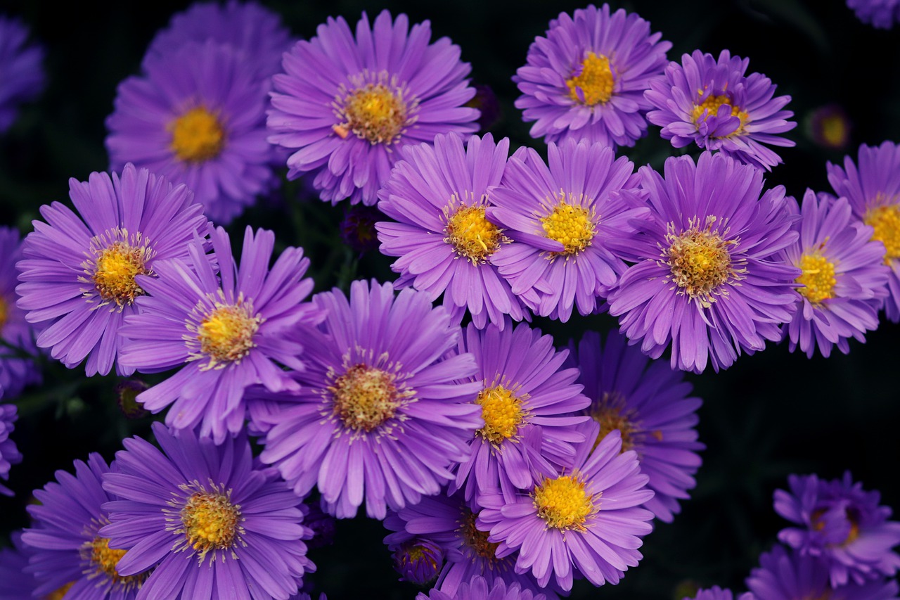 Asters Garden Purple Flowers Petals  - manfredrichter / Pixabay