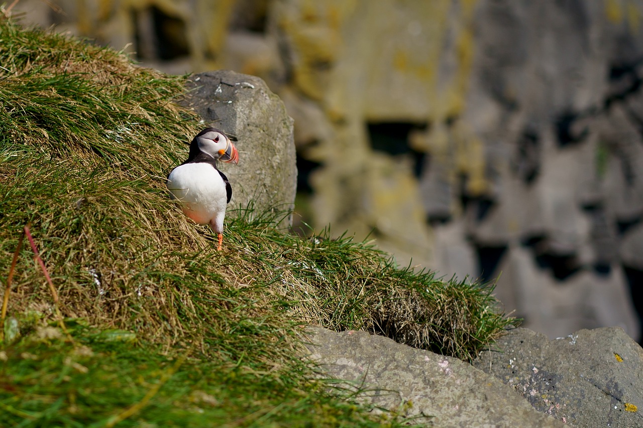 Atlantic Puffin Bird Iceland Nature  - nbelokonskaya / Pixabay